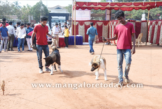 Dog Show 2